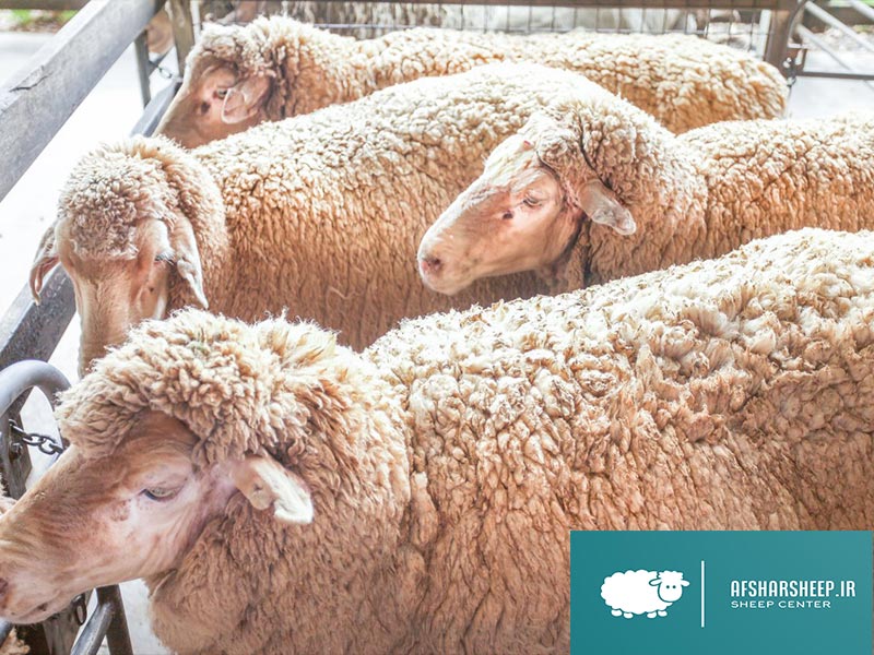 بیماری آنتروکسمی گوسفند