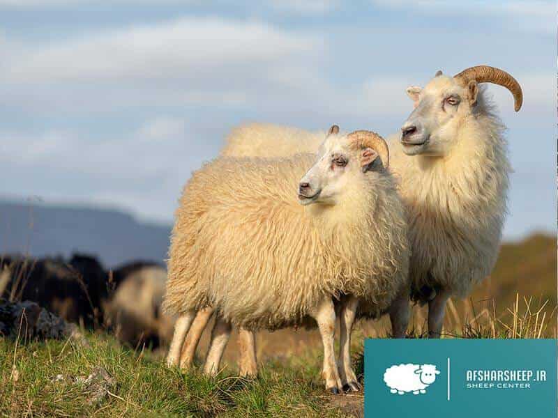 بررسی ویژگی های گوسفند پربازده