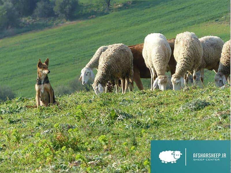 پرورش صحیح گوسفند