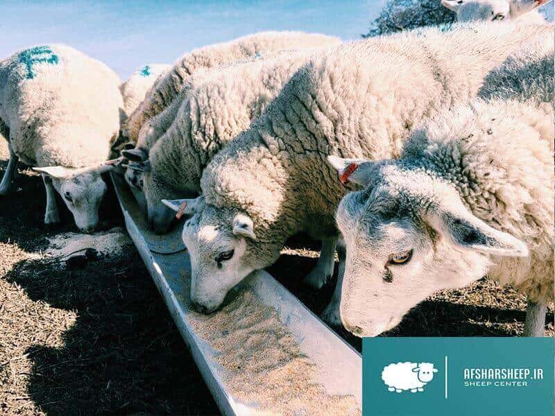دامداری گوسفند