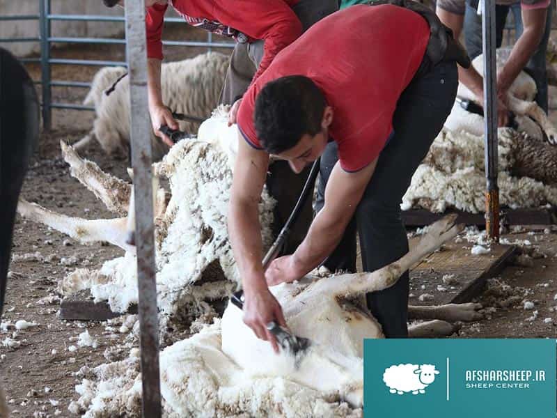 روش چیدن پشم گوسفند با ماشین