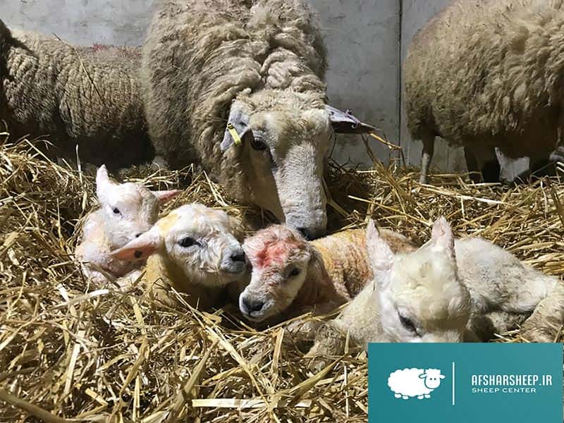 تولد بره گوسفندان