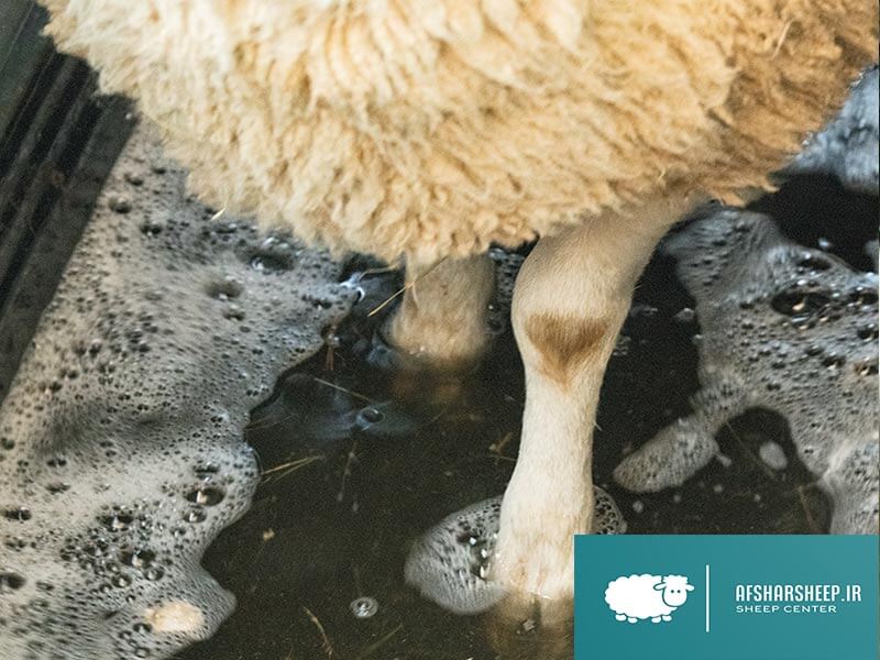 درمان عفونت سم گوسفند