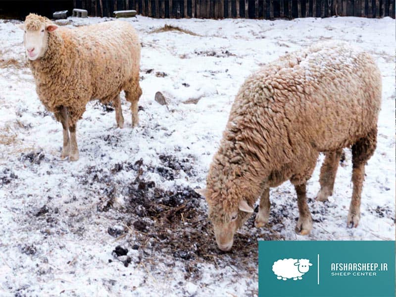 نحوه نگهداری از گوسفندان و بزها در زمستان