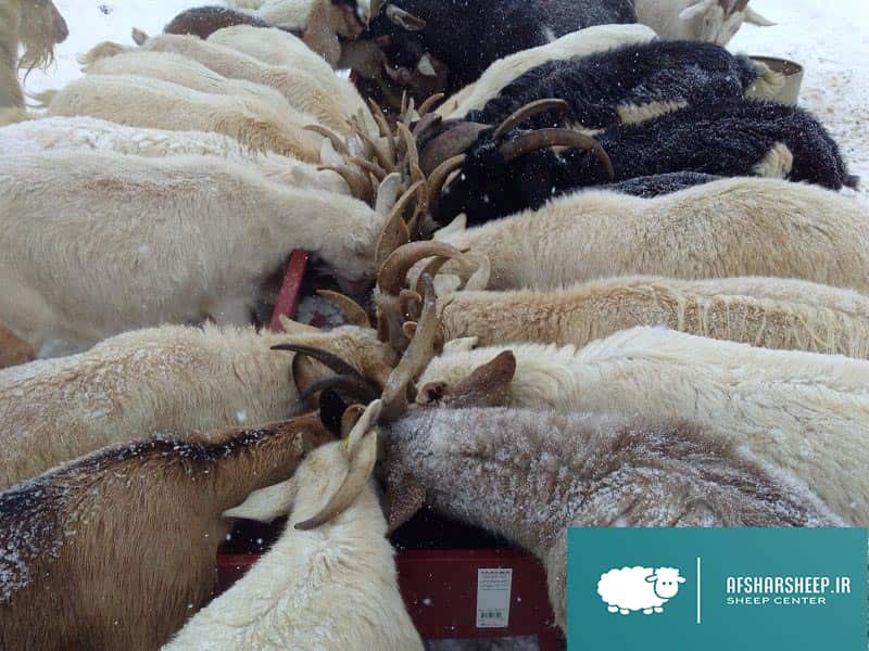 خوراک گوسفند و بز در زمستان