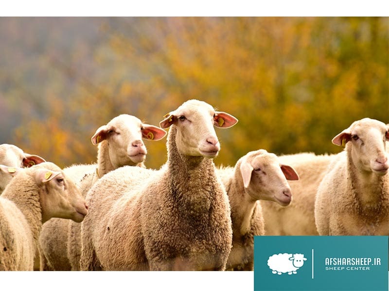 اهلی شدن گوسفندان
