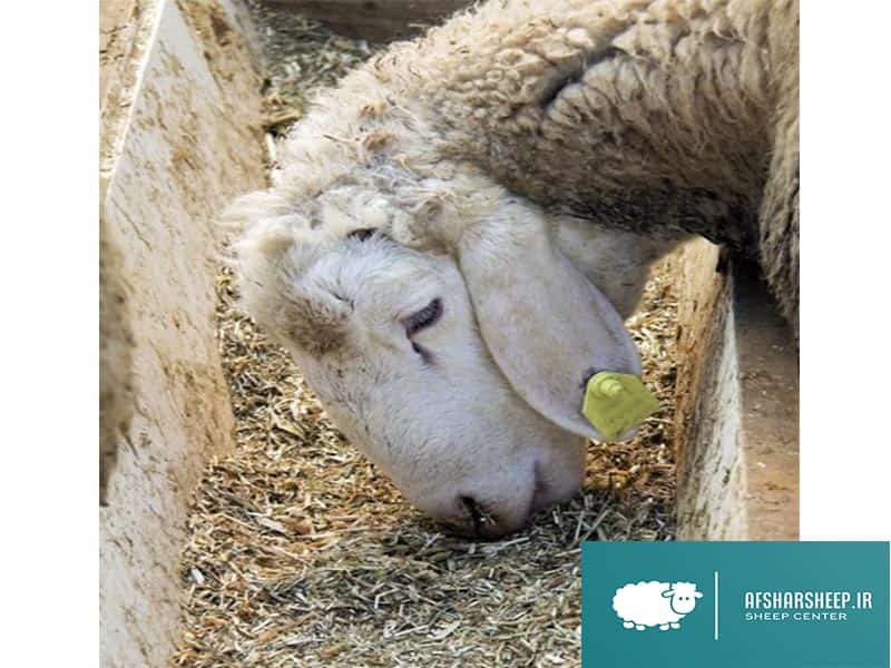 مصرف غلات برای گوسفند
