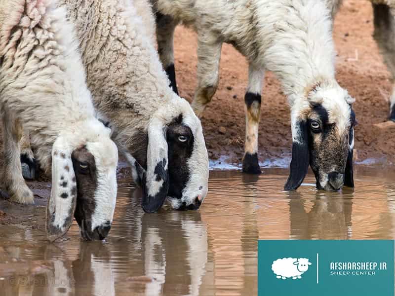 گوسفندان در روز چقدر آب می‌نوشند؟