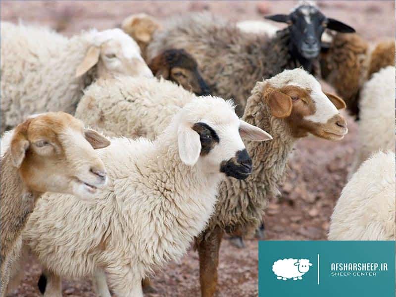طبقه بندی نژادهای گوسفند