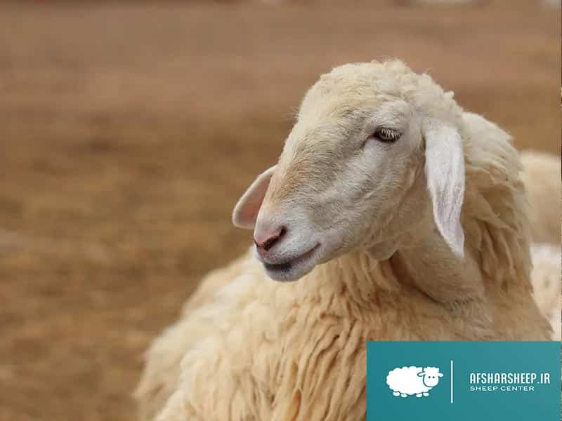 نژاد گوسفند مغان